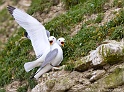 Mouette tridactyle 9466_wm